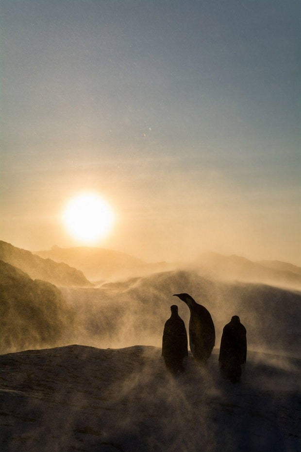 birdpoty23-penguins.jpg
