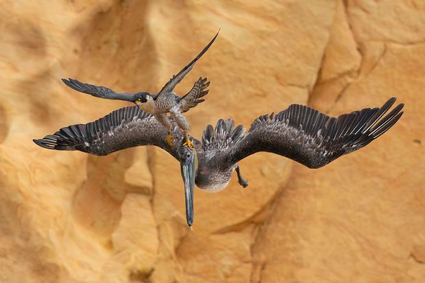 Dramatic shot of a falcon striking a pelican wins Bird Photographer of the Year top prize