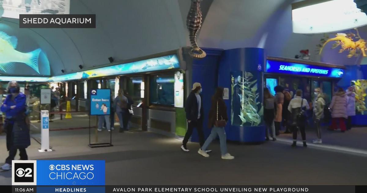 Shedd has free days for Illinois residents CBS Chicago