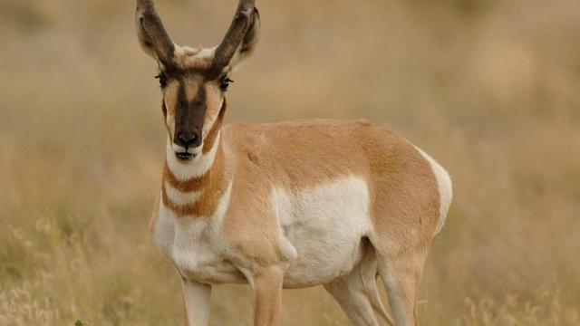 antelope.jpg 