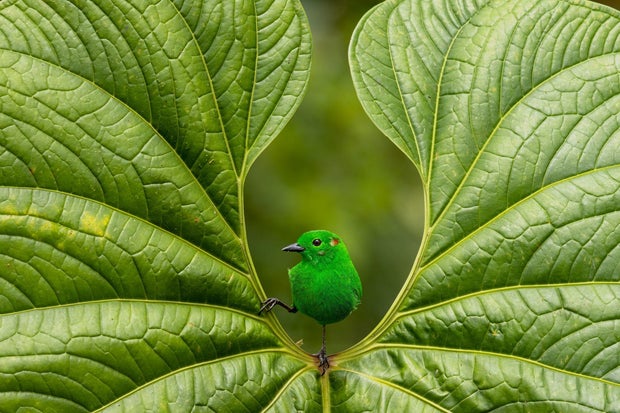 Nicolas Reusens' image of a green tanager, which won gold in the Bird Photographer of the Year 2023 awards Portrait category