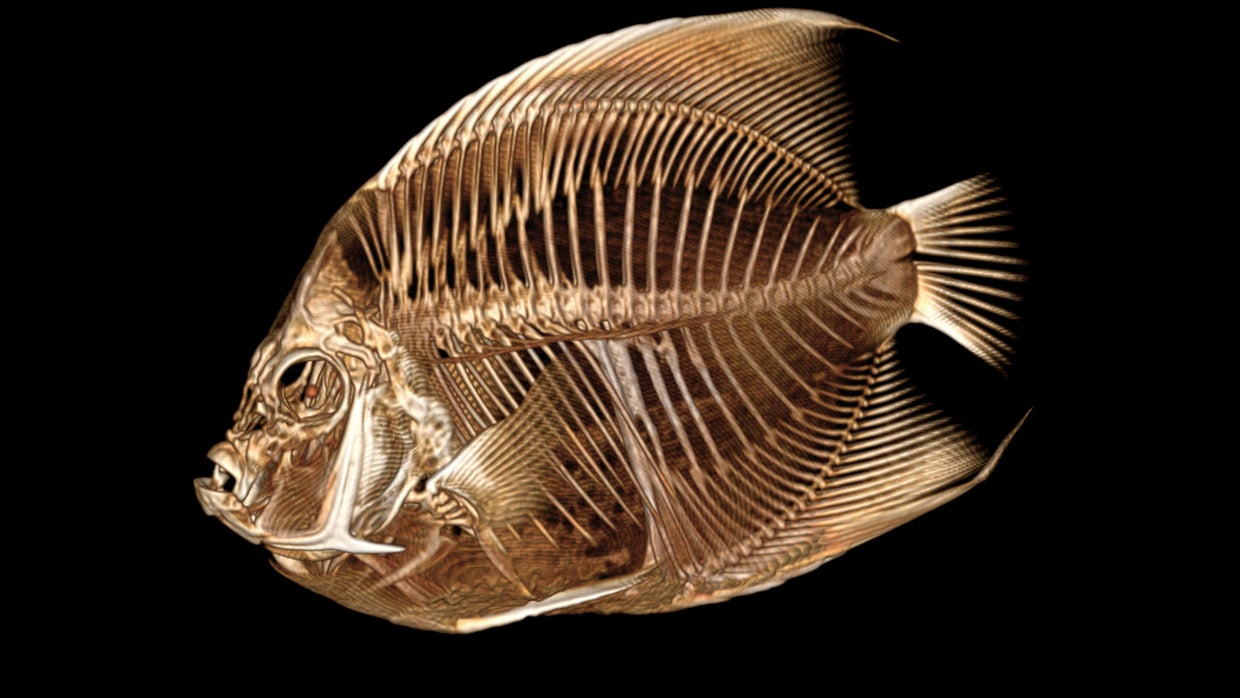 Fish with a funny float gets a CT scan at the Denver Zoo - CBS Colorado