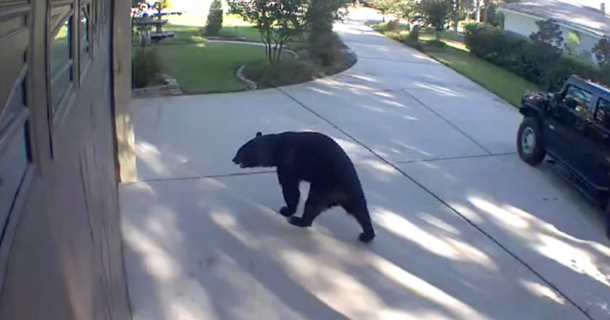 Трикрака мечка на име Трипод взема 3 кутии Бял нокът от задния двор на семейство Флорида