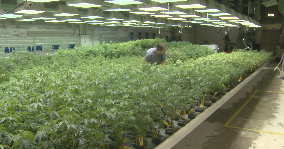 Recommendation To Ease Marijuana Restrictions Could Have Big Impact On ...