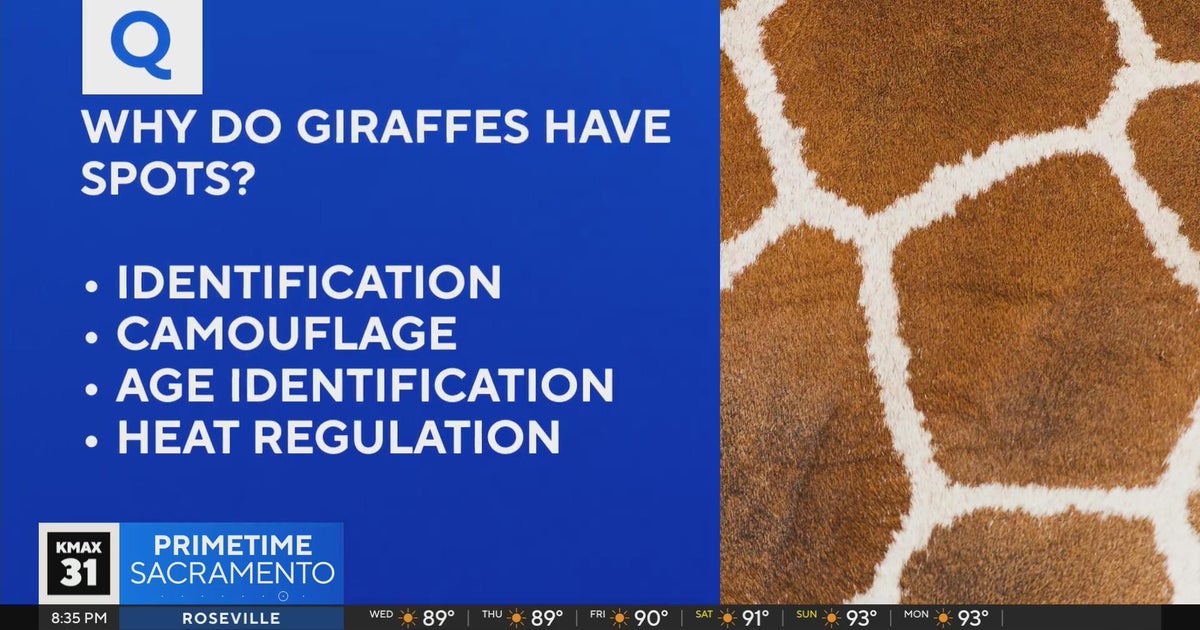 News IQ: Great Wall of China, sweating, and spotless giraffes