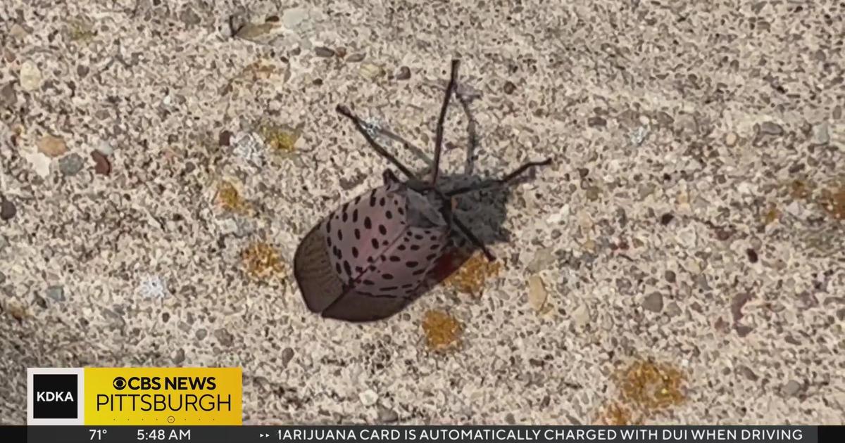 Don't Squish This Spotted Lanternfly! West Side Designer Wins