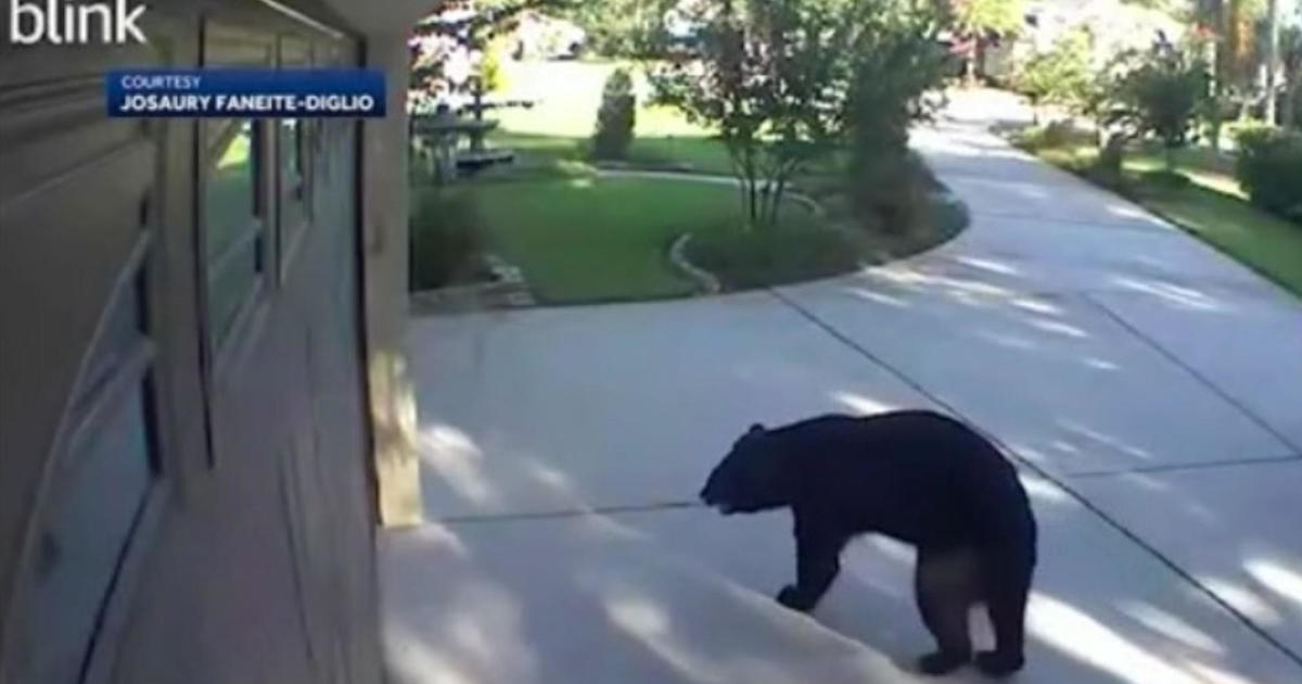 3-legged bear breaks into lanai, raids patio fridge of Florida house