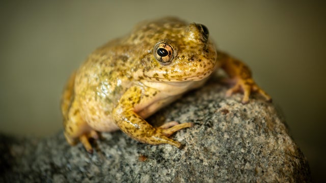 southern-mountain-yellow-legged-frog-photo-courtesy-of-los-angeles-zoo.jpg 