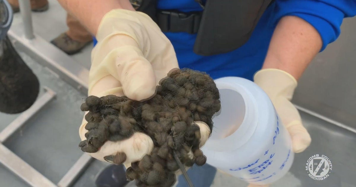 Mysterious muck found in Lake St. Clair to be tested for E. coli - CBS ...