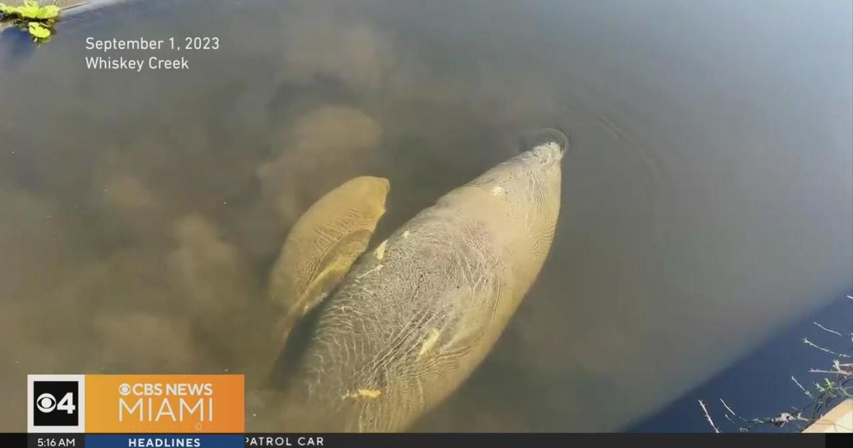 Five manatees rescued from creek in Fort Myers spot