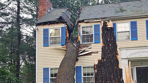 Andover tree on house 