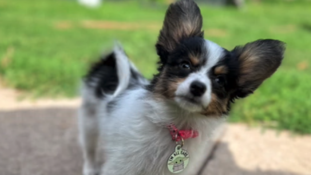 "I'm lost without her": Puppy missing after family van stolen in St. Paul 