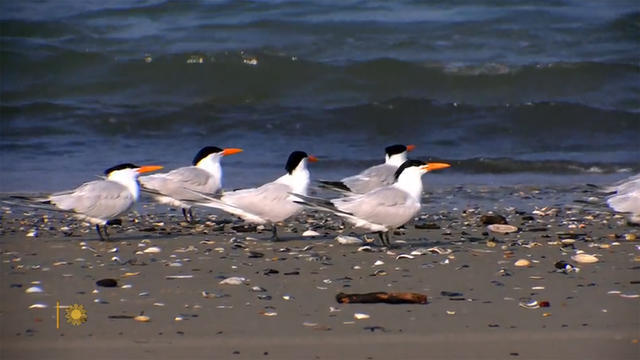 shorebirds-1920-2278684-640x360.jpg 
