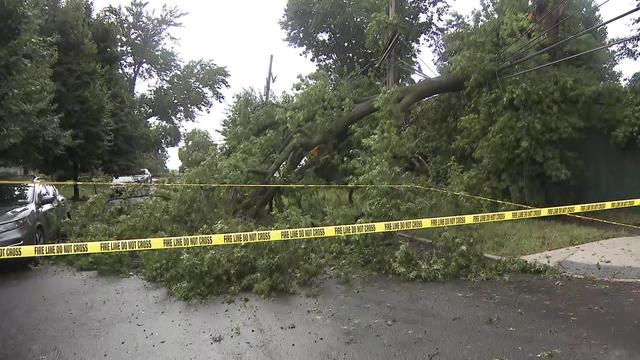 A large tree fallen on power lines behind crime scene tape. 