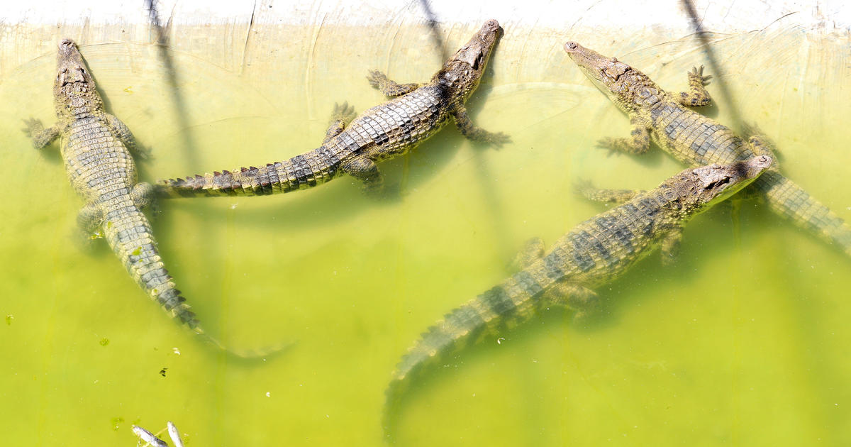 Десетки крокодили избягаха след тежки наводнения в китайски град