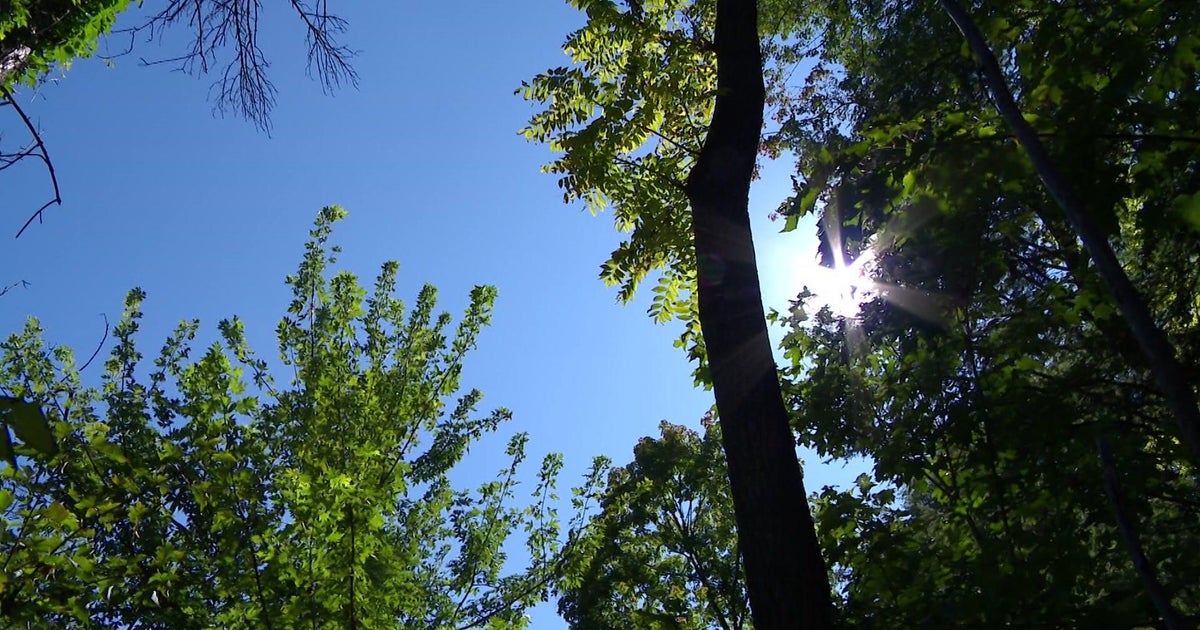 Minnesotans already suffering through brutal fall allergy season - CBS News