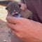 CBS News finds tiny puppy alive amid Moroccan earthquake devastation