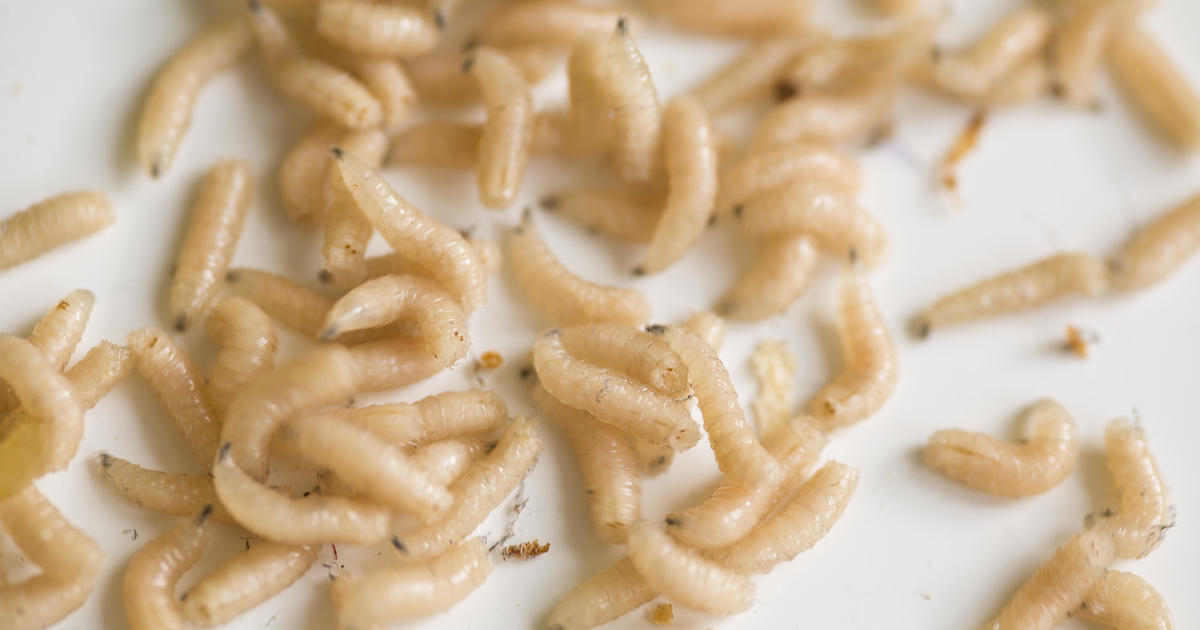 A woman in England says she's living in a sea of maggots in her