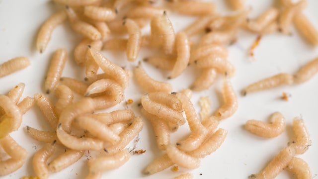 A woman in England says she's living in a sea of maggots in her new home amid trash bin battle