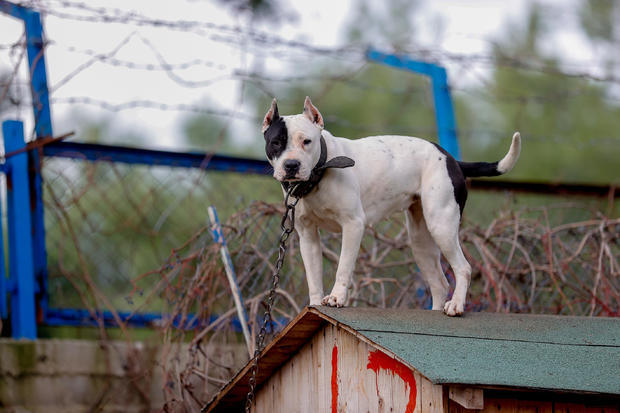 Animal shelter in Turkey's Antalya become a home for "dangerous'' dog breeds 