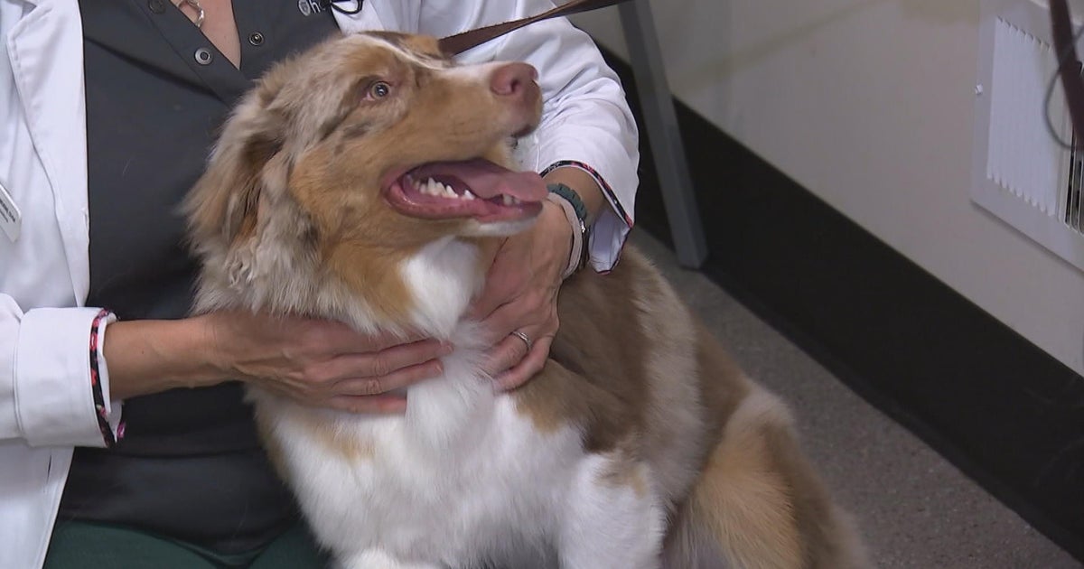 "She could be a they": Pa. family learns dog is intersex after testing - Vimarsana News