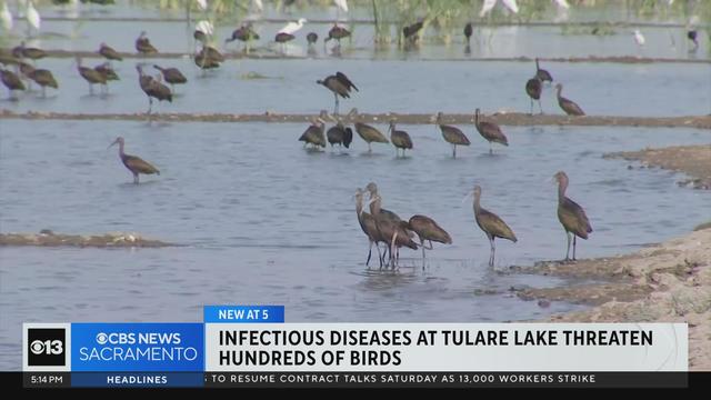 tulare lake birds 