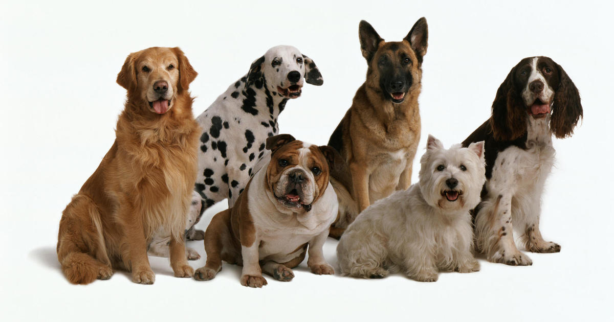 Най-добрите застрахователни компании за домашни любимци за кучета 2023