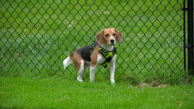 10p-pkg-beagles-rescued-wcco41tp.jpg 