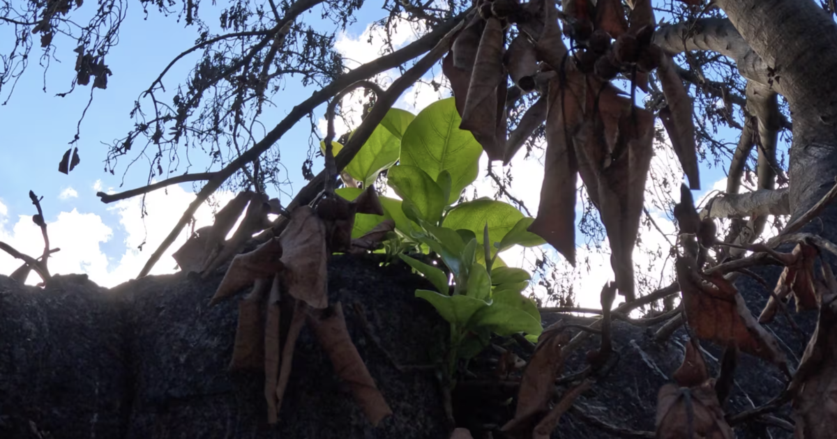 #Lahaina’s 150-year-old banyan tree that was charred by the wildfires is showing signs of new life