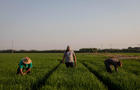 Rice harvest in Spain's Valencia 