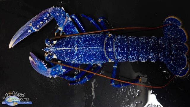 Fishmongers found a rare blue lobster. Instead of selling it, they found a place it could live a happy life