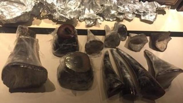 A photo provided by the U.S. attorney's office for the Southern District of New York shows poached rhino horns that were sold to a confidential source. 