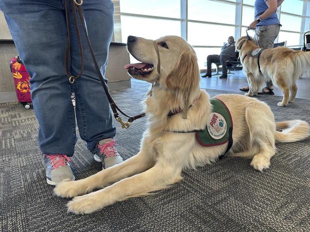 Airport Puppy Training 
