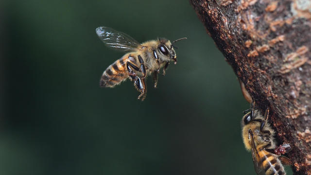 Close-up of bee on honey bee 
