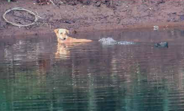 3 crocodiles could have easily devoured a stray dog in their river. They pushed it to safety instead.