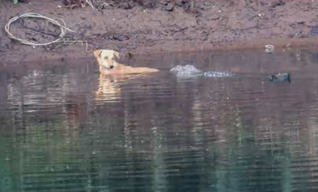 Watch These Bold Dogs Chase off an Intruding Crocodile - A-Z Animals