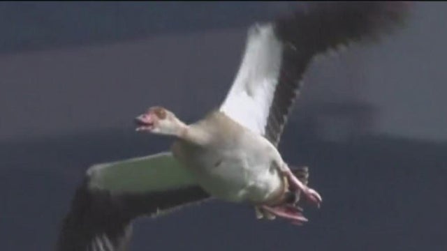 dodger-stadium-goose.jpg 