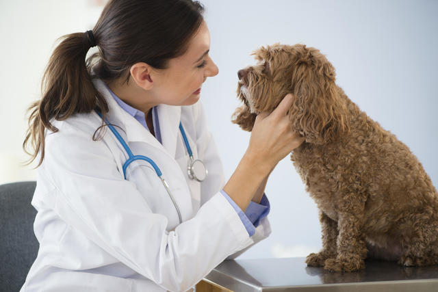 Cheap sales vet visits