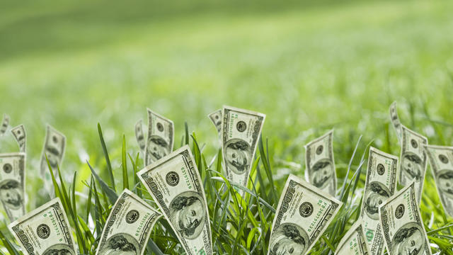 100 dollar bills growing in grass 