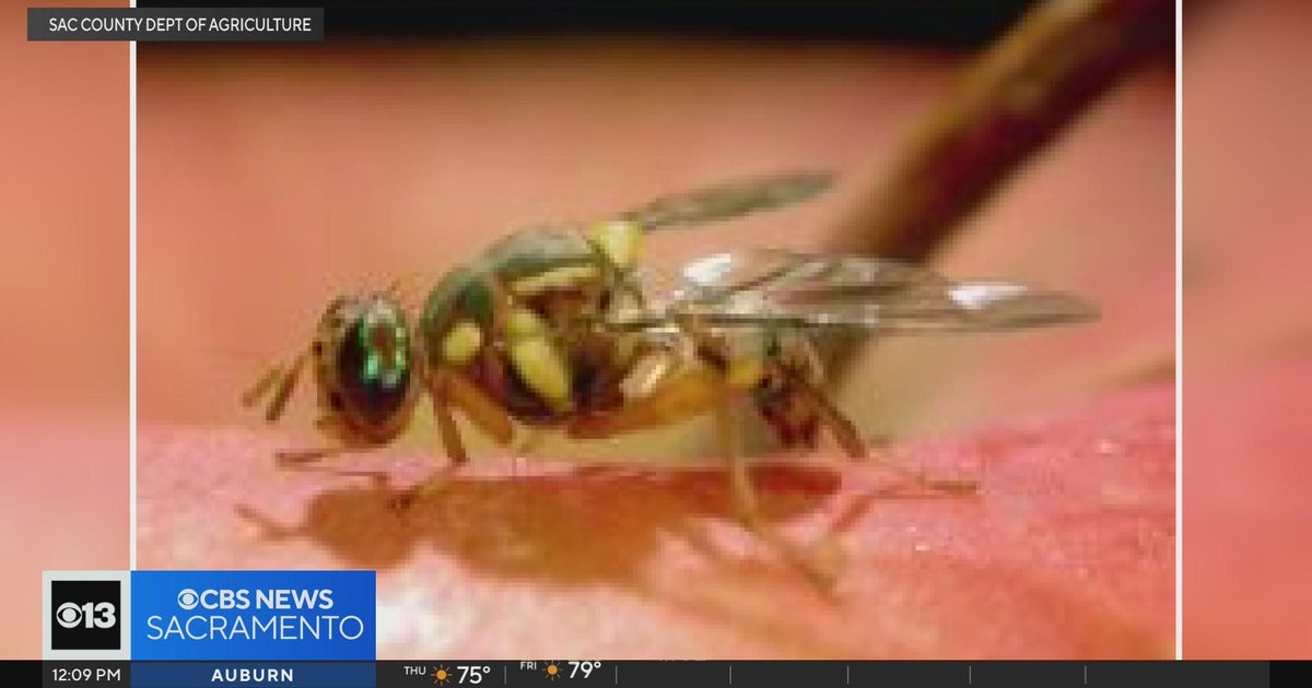Oriental fruit flies discovered in Rancho Cordova area