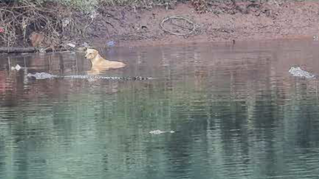 Watch These Bold Dogs Chase off an Intruding Crocodile - A-Z Animals