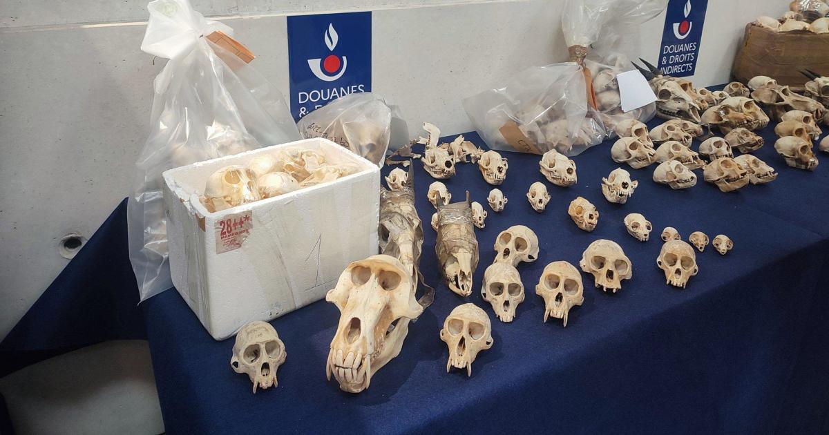 Nearly 400 primate skulls headed for U.S. collectors seized in "staggering" discovery at French airport