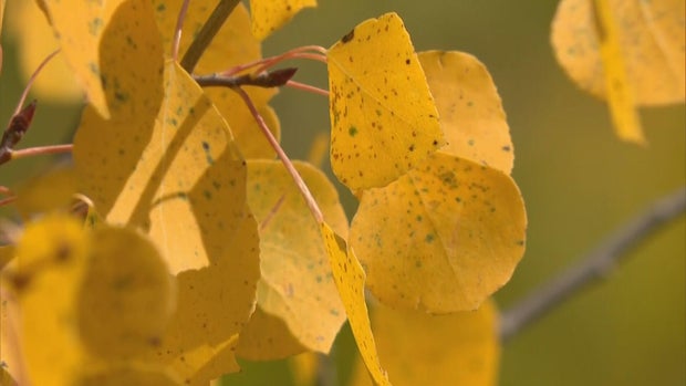 best-fall-colors-ever-5pkg-frame-2738.jpg 