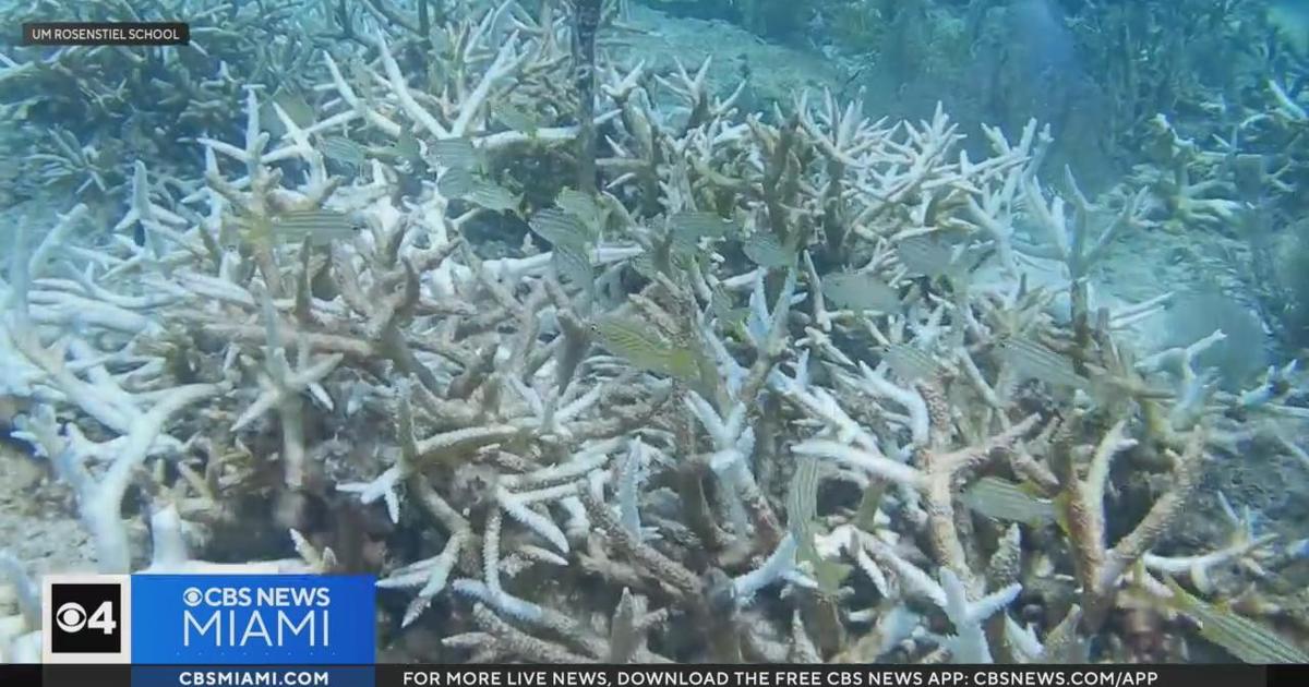 Scientists want to rescue reefs and protect Miami with tougher