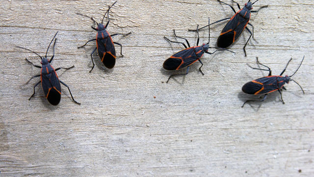 Insects - Box Elder Bugs 