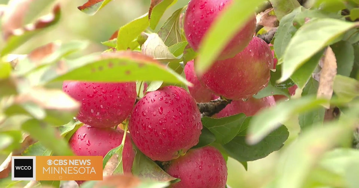 Check out the home of the Honeycrisp apple at the Minnesota Landscape