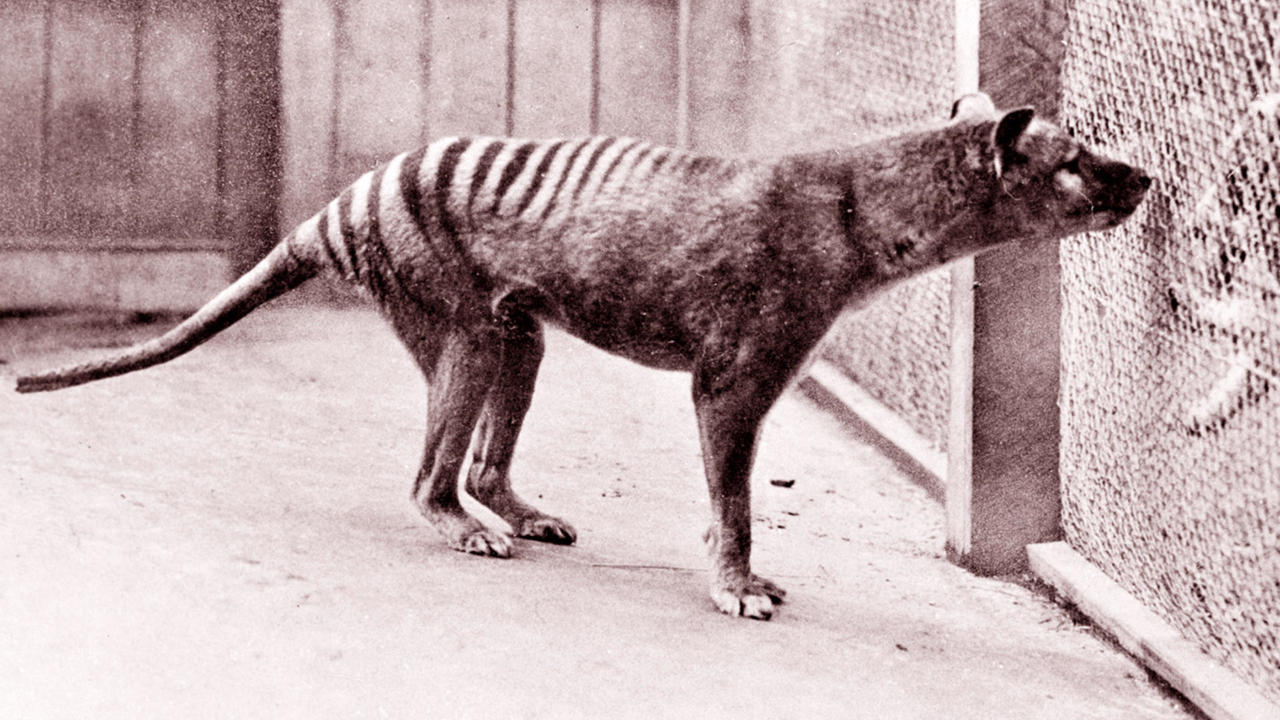 Scientists recover RNA from extinct Tasmanian tiger that hunted Kangaroos -  India Today