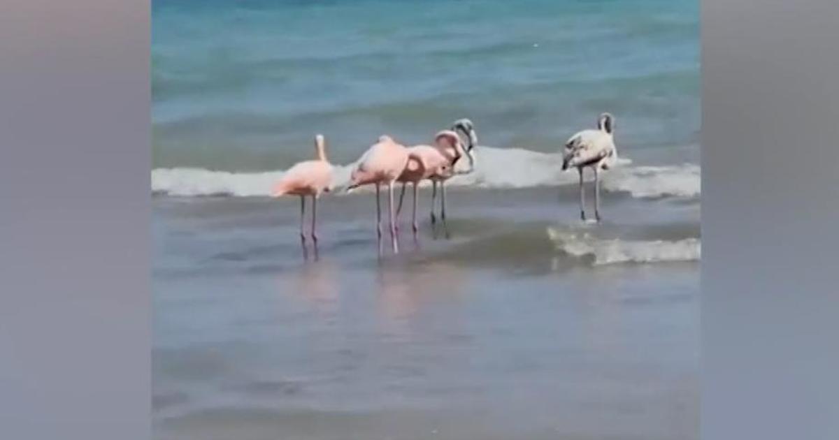 Group of flamingos spotted on Lake Michigan in Wisconsin