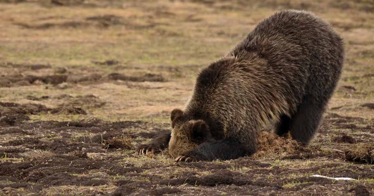 Grizzly bear and her cub euthanized after "conflicts with people" in Montana