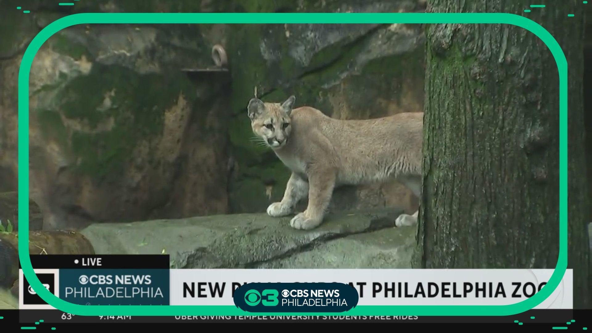 Philadelphia Zoo welcomes pair of puma cubs